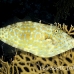 filefish_scrawled_sjc_si_h_0299_egy1950.jpg
